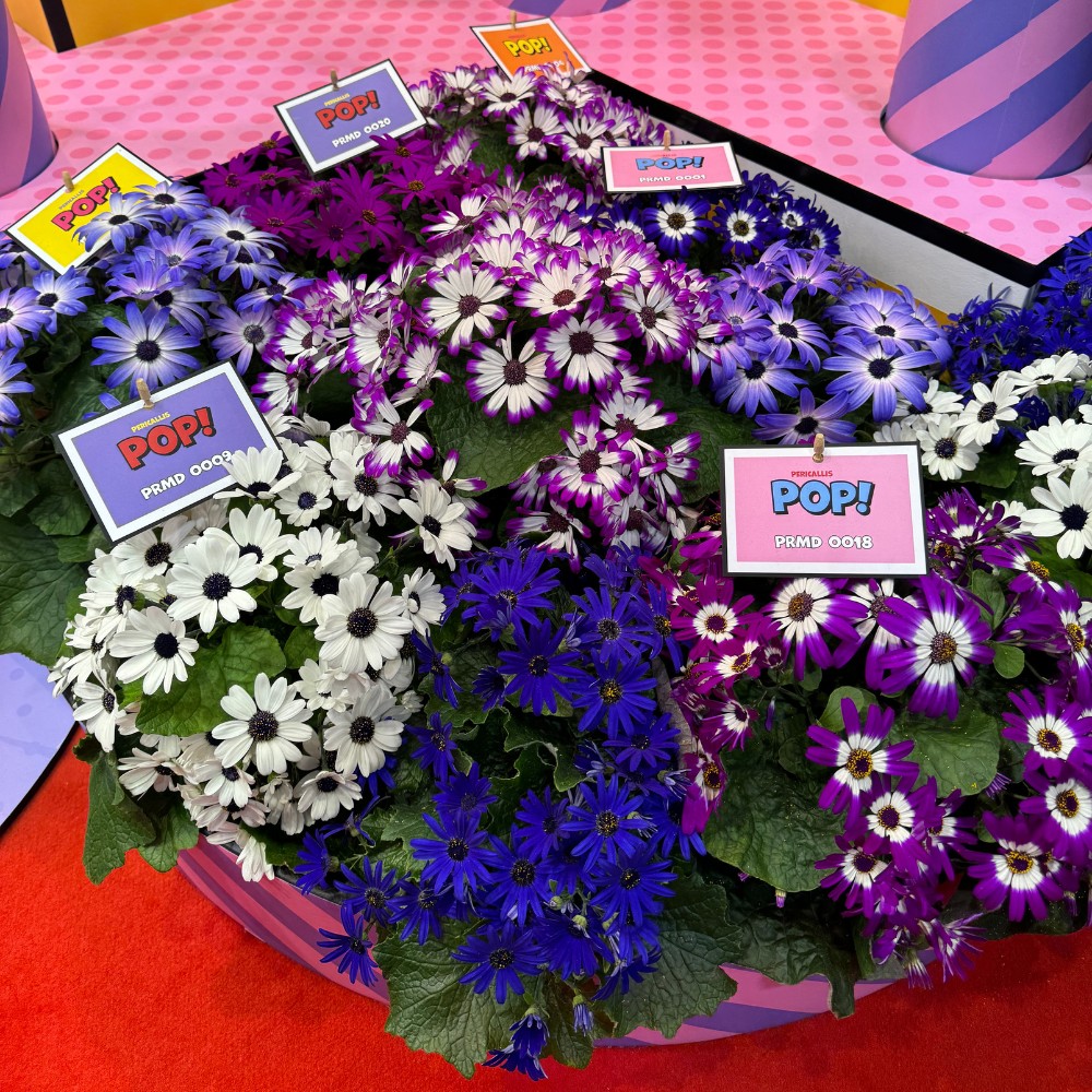 Michael &lsquo;Mr Plant Geek&rsquo; Perry on Beekenkamp&rsquo;s Pericallis Pop: The Plant With the Best Timing of All!