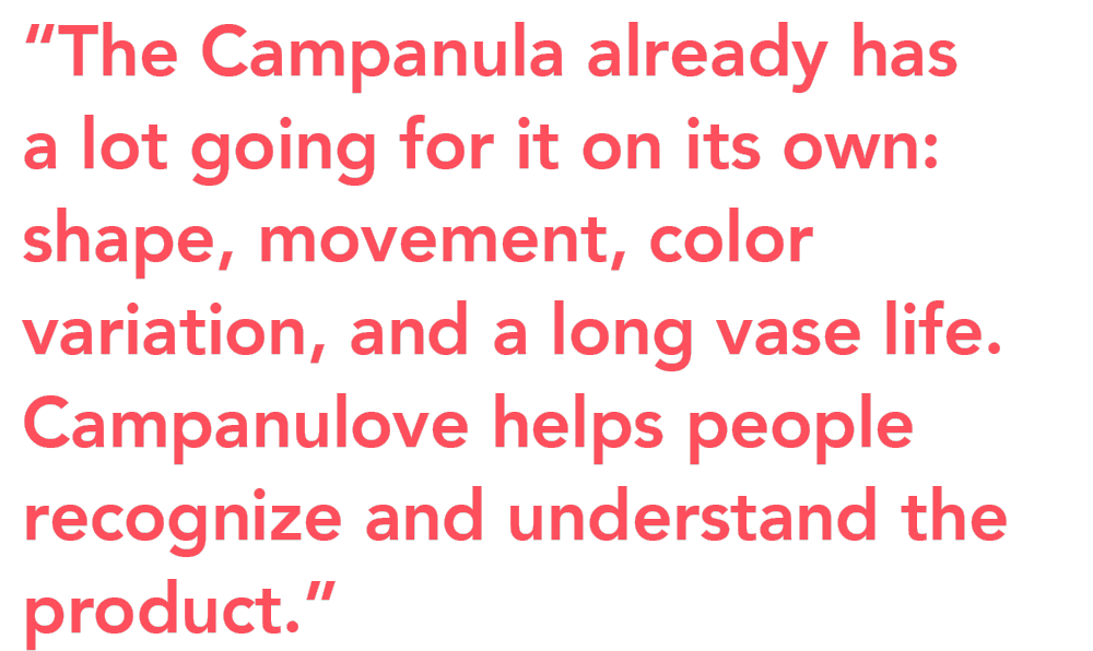 Campanulove introduction florists quote