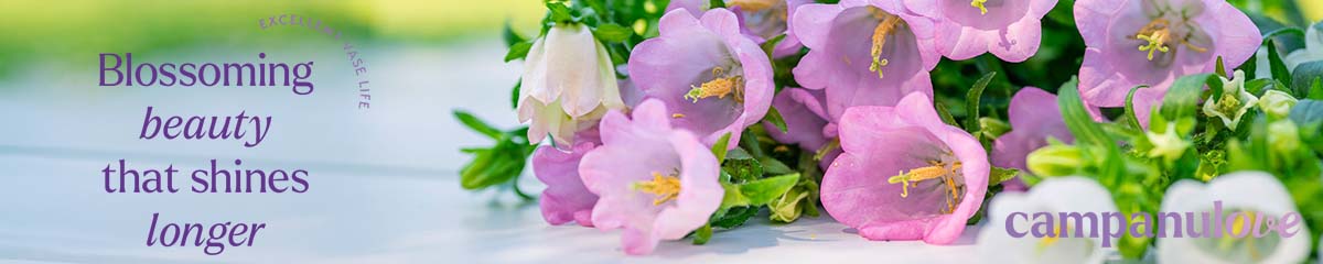 BannerCampanulove Desktop