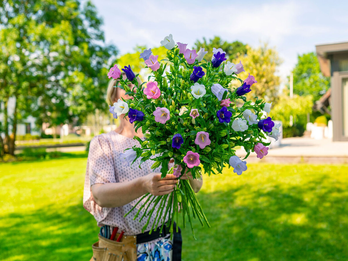 Campanula Mono mixed color bouquet in garden