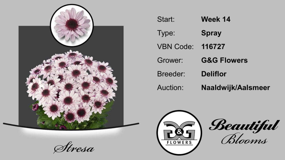 Chrysanthemum Stresa Stresa by GG Flowers