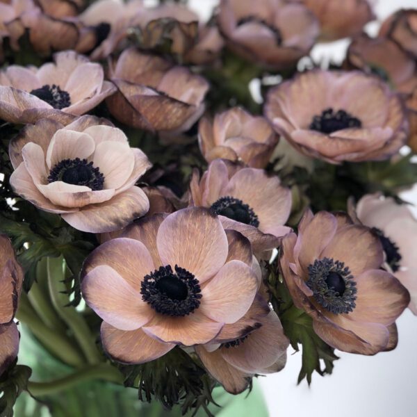 Vip Roses Tinted Anemones