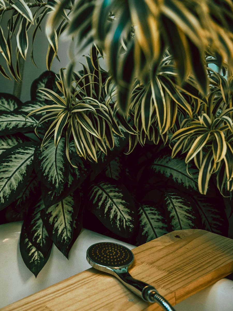 Can I use flowering plants as decorative plants for the bathroom? Absolutely. Flowering plants can make stunning decorative plants for the bathroom when chosen correctly. Paphiopedilums orchids are a top pick 