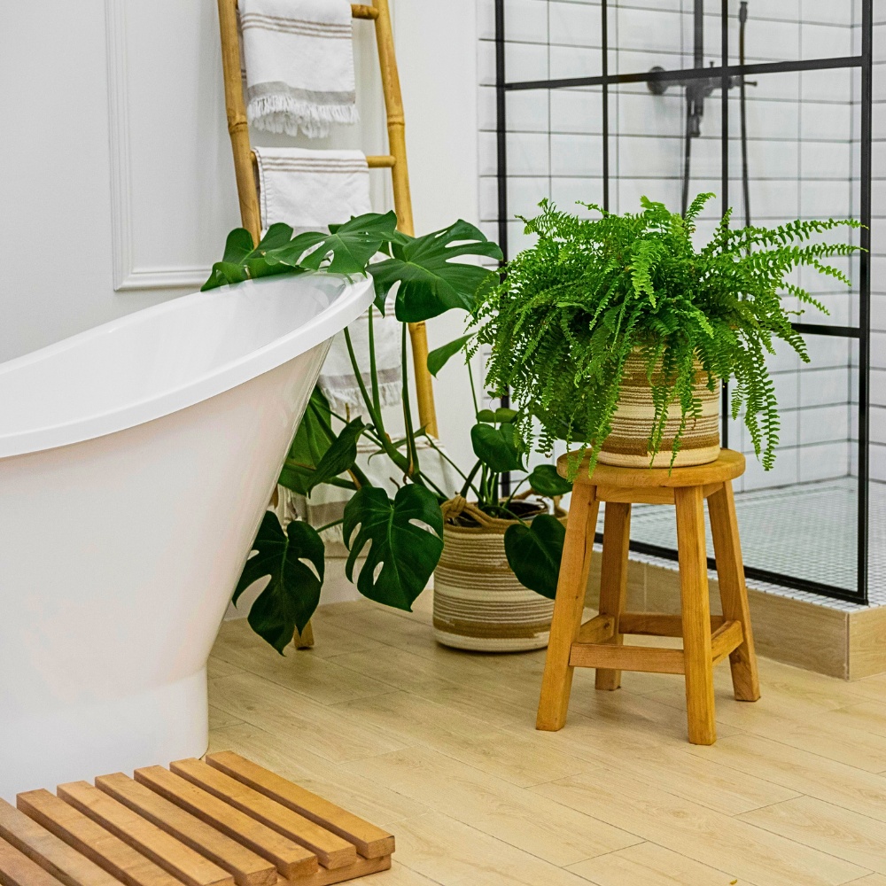 How often should I water plants for bathroom decor? The watering schedule for plants for bathroom decor largely depends on the species and the humidity level in your bathroom.