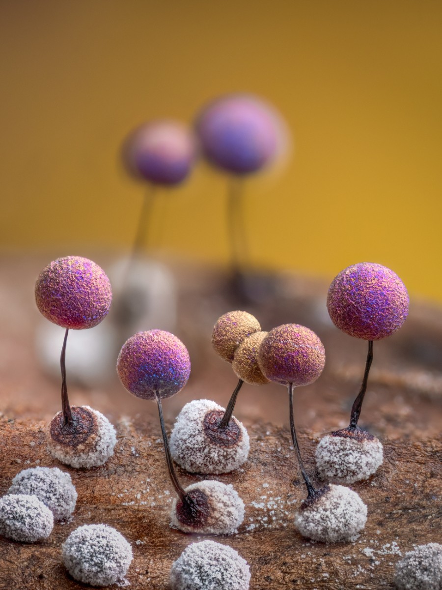 Barry Webb&rsquo;s Macro Photos Reveal the Hidden, Colorful World of Slime Molds