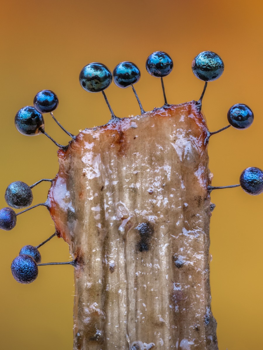 Barry Webb&rsquo;s Macro Photos Reveal the Hidden, Colorful World of Slime Molds
