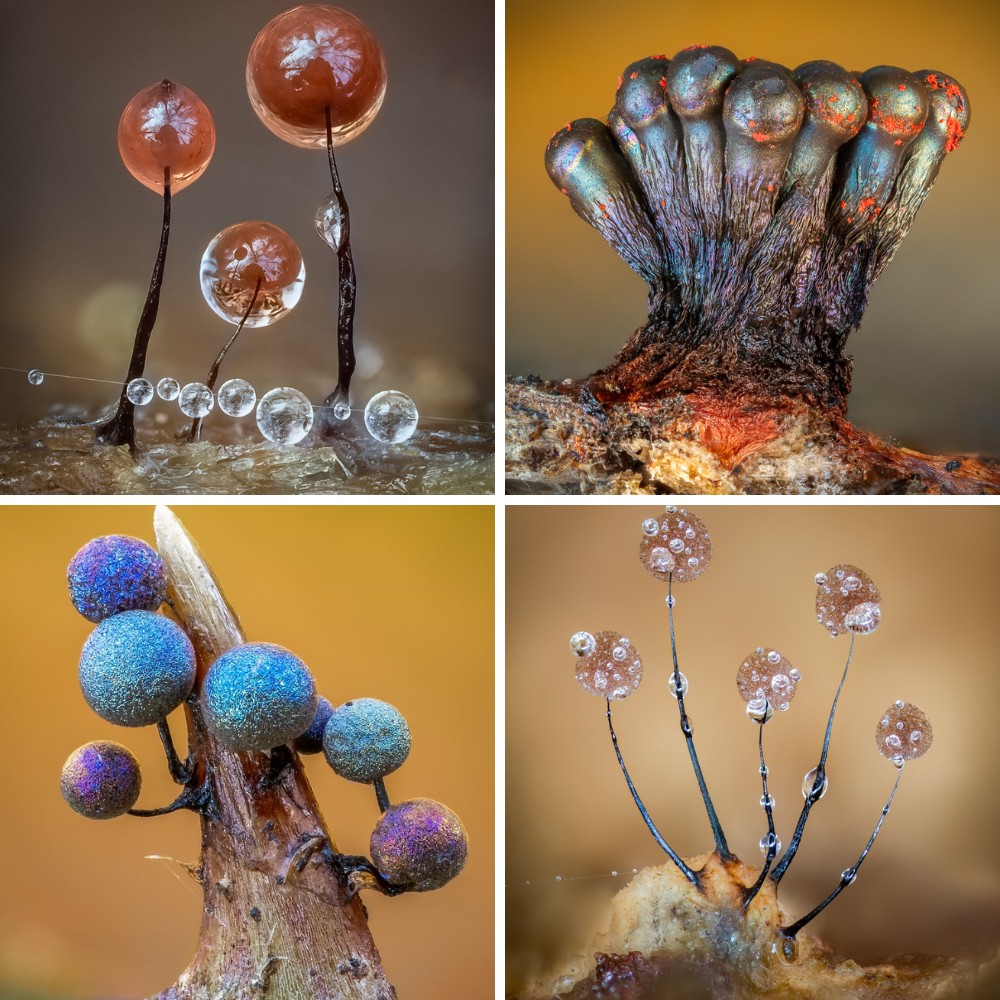 Barry Webb&rsquo;s Macro Photos Reveal the Hidden, Colorful World of Slime Molds