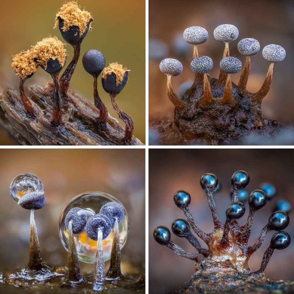 Barry Webb&rsquo;s Macro Photos Reveal the Hidden, Colorful World of Slime Molds