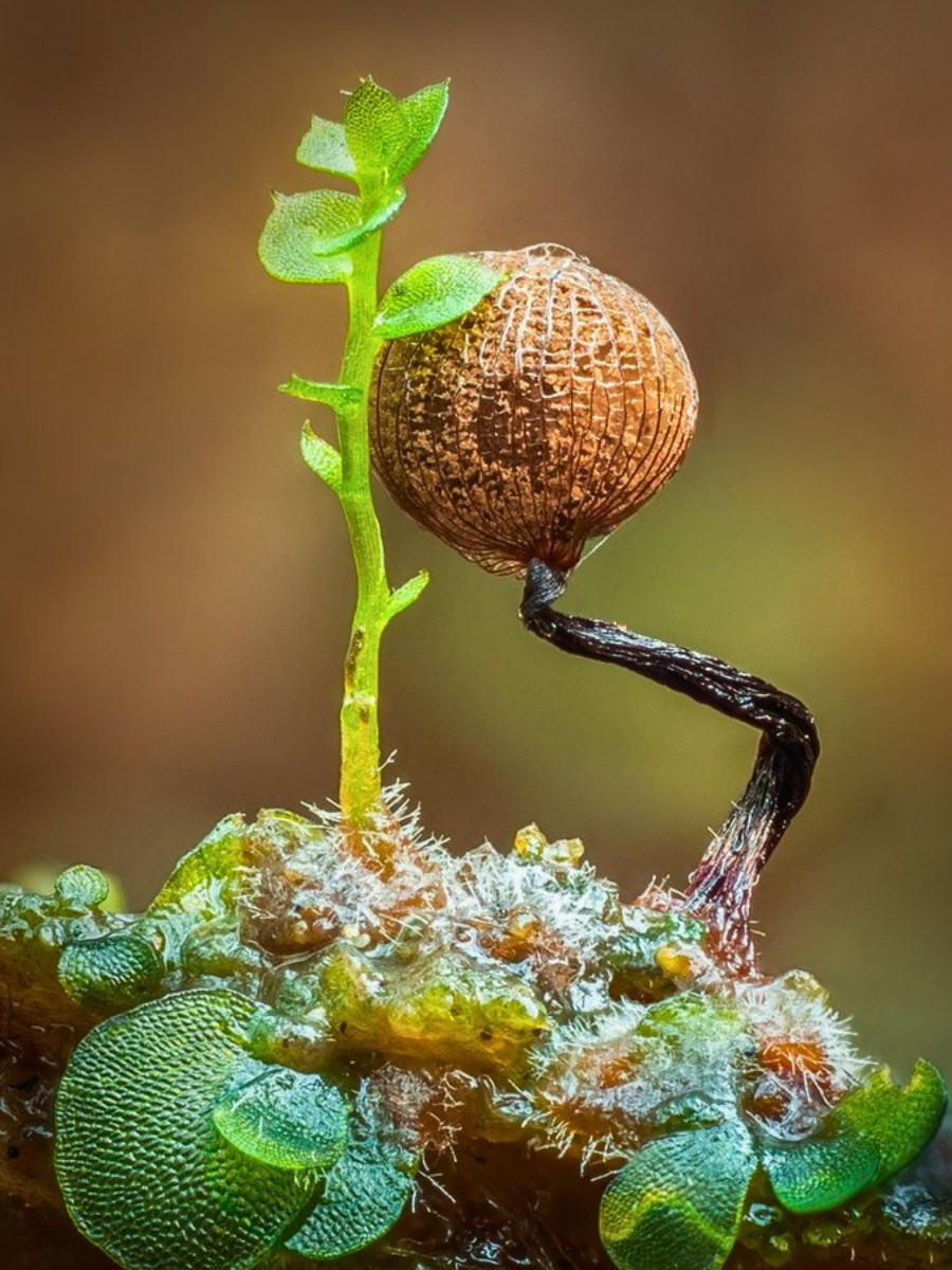 Barry Webb&rsquo;s Macro Photos Reveal the Hidden, Colorful World of Slime Molds