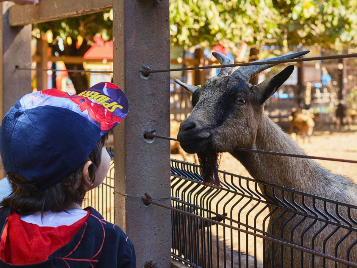 Celebrate National Zoo Lovers Day on April 8th With These Fun Ideas 