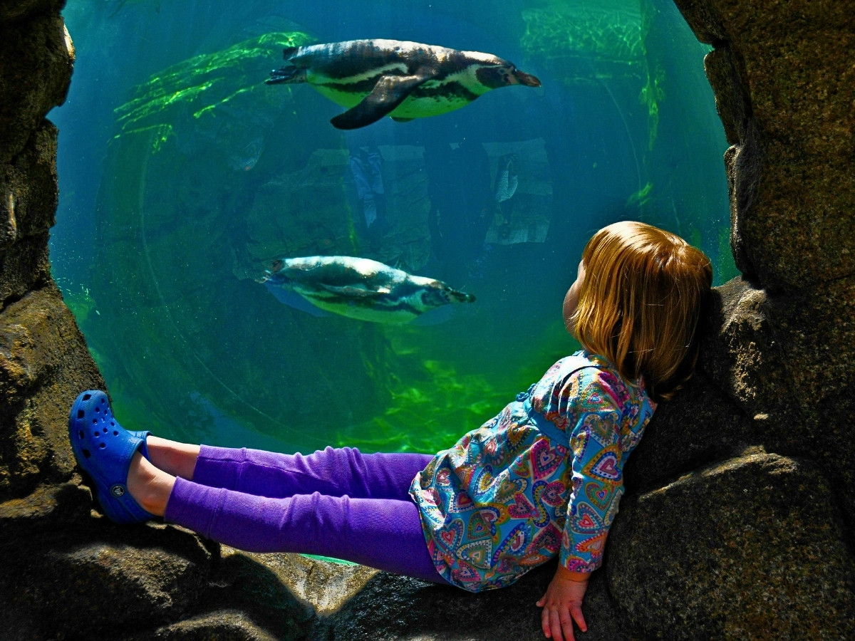 Celebrate National Zoo Lovers Day on April 8th With These Fun Ideas