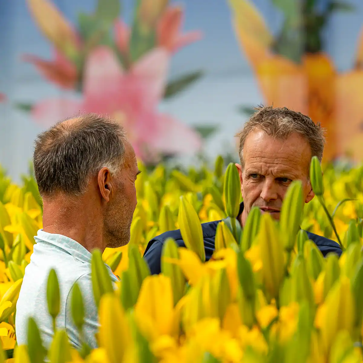 Dutch Lily Days preview