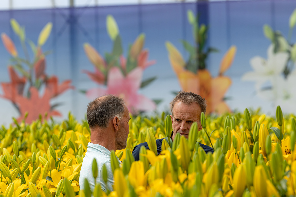 Dutch Lily Days preview discussion Steenvoorden