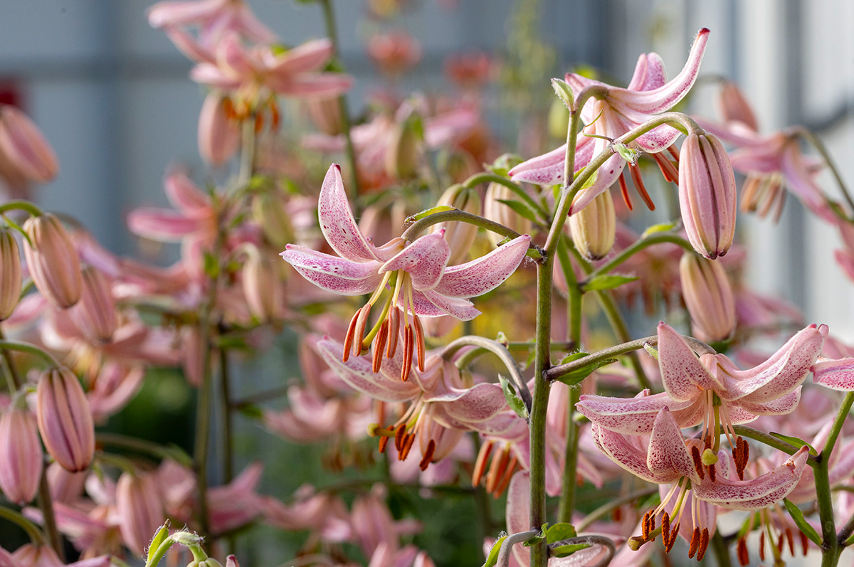 Dutch Lily Days preview novelty Lily Company