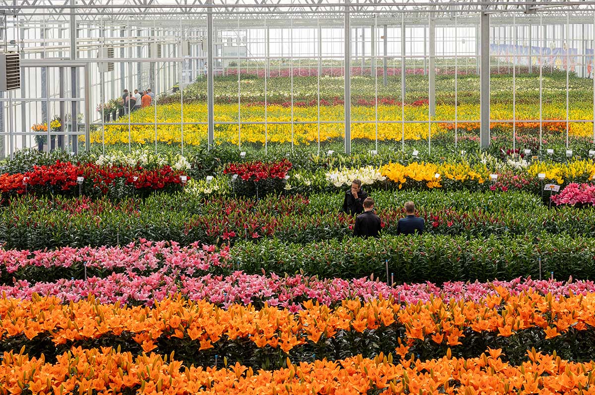 Dutch Lily Days preview mixed lilies Steenvoorden