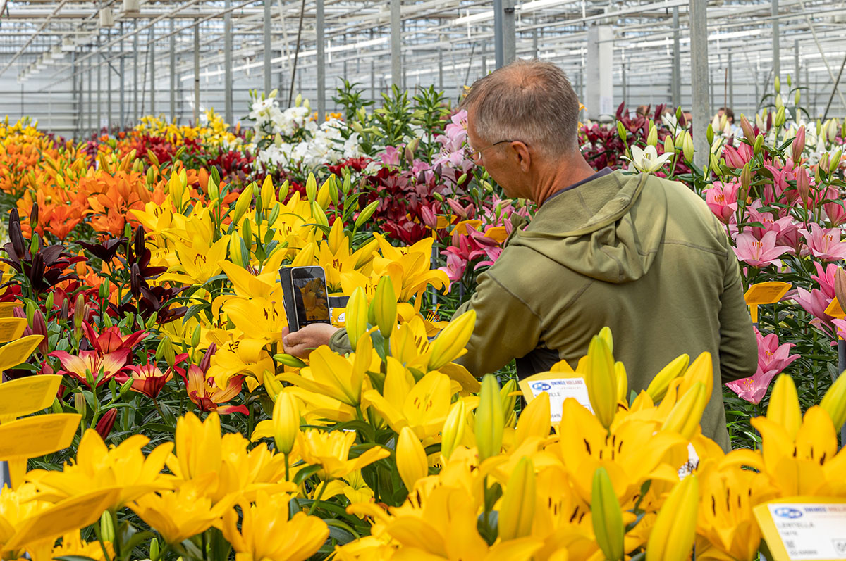 Dutch Lily Days preview yellow lilies Onings Holland