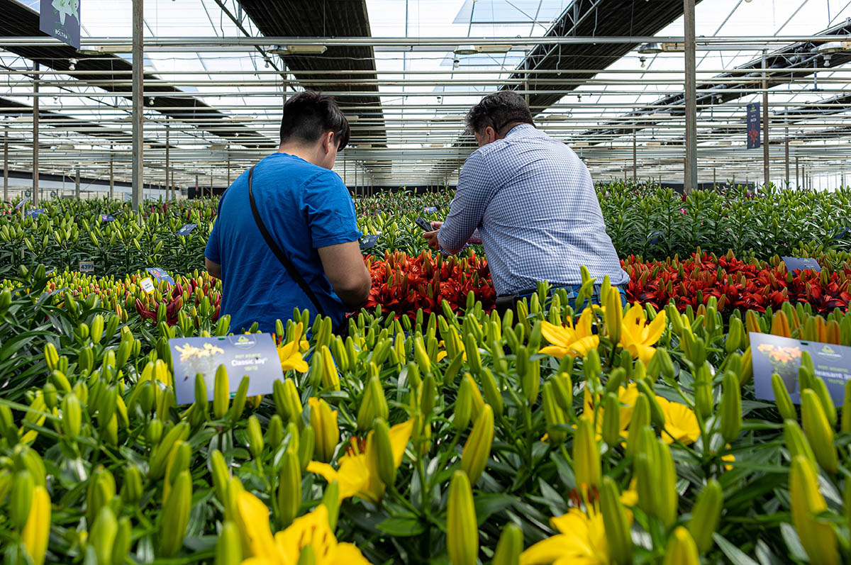 Dutch Lily Days preview Van den Bos
