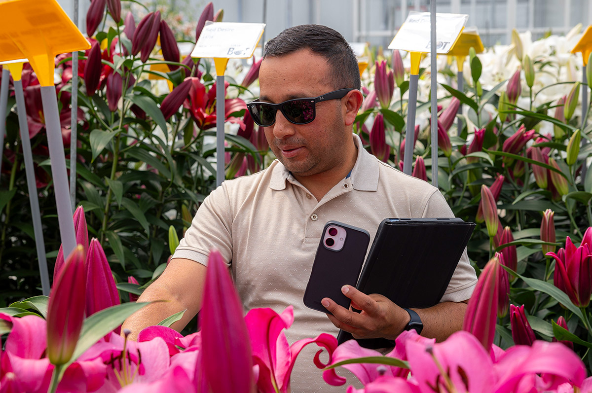 Dutch Lily Days preview visitor Gebr Bot