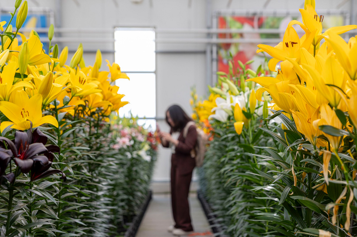 Dutch Lily Days preview visitors De Jong