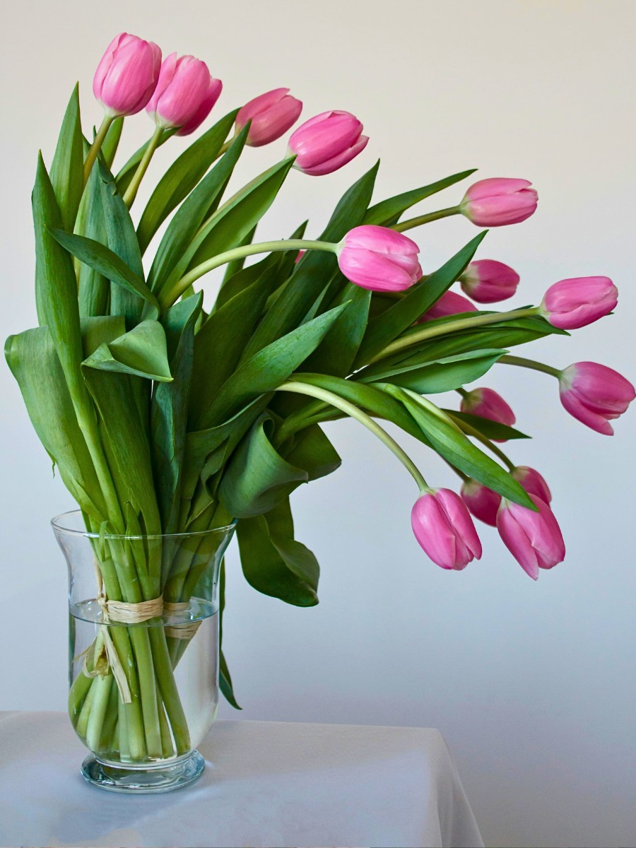 Why Do Tulips Keep Growing in a Vase?