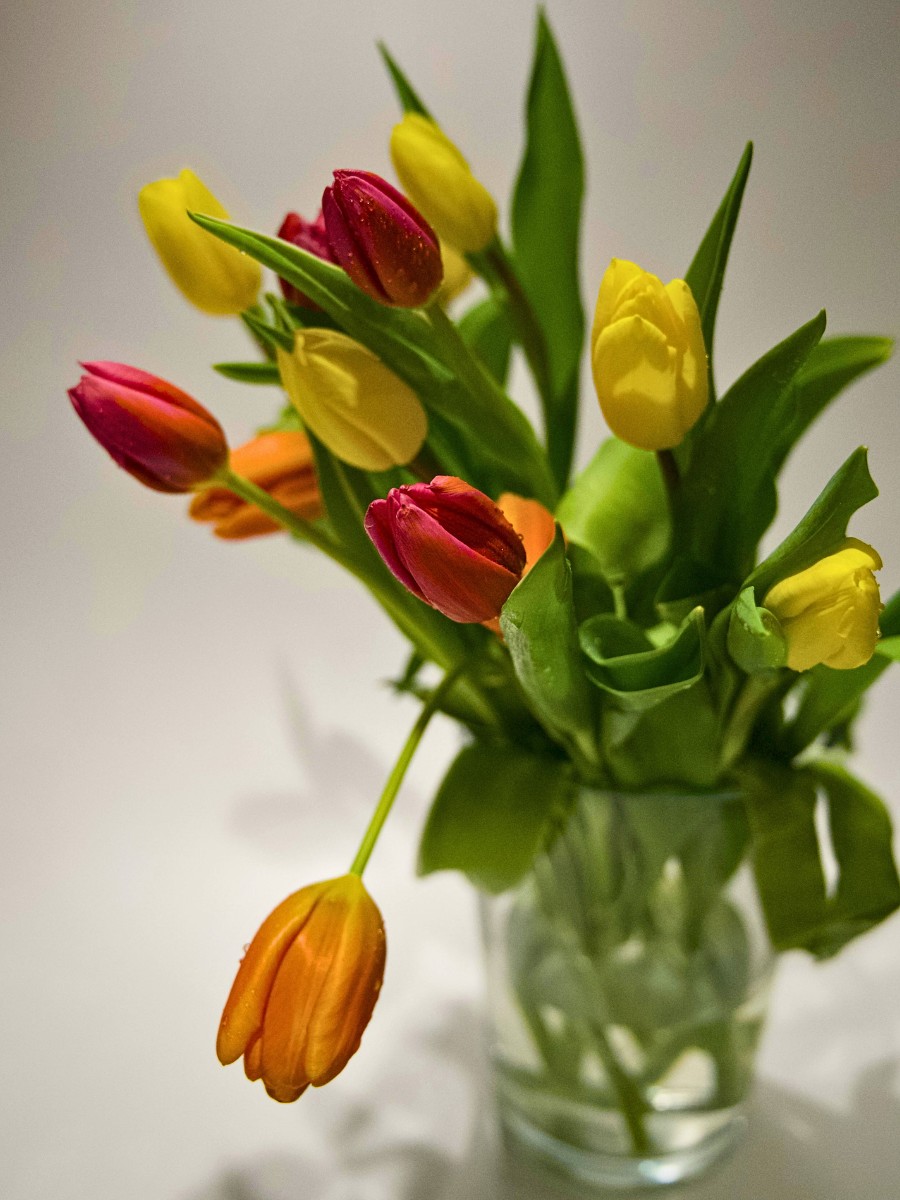 Why Do Tulips Keep Growing in a Vase?
