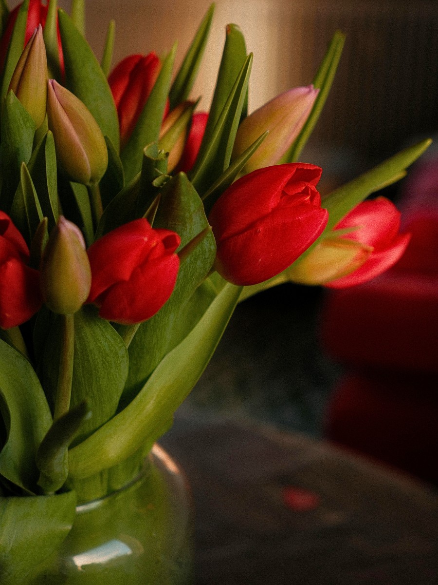 Why Do Tulips Keep Growing in a Vase?
