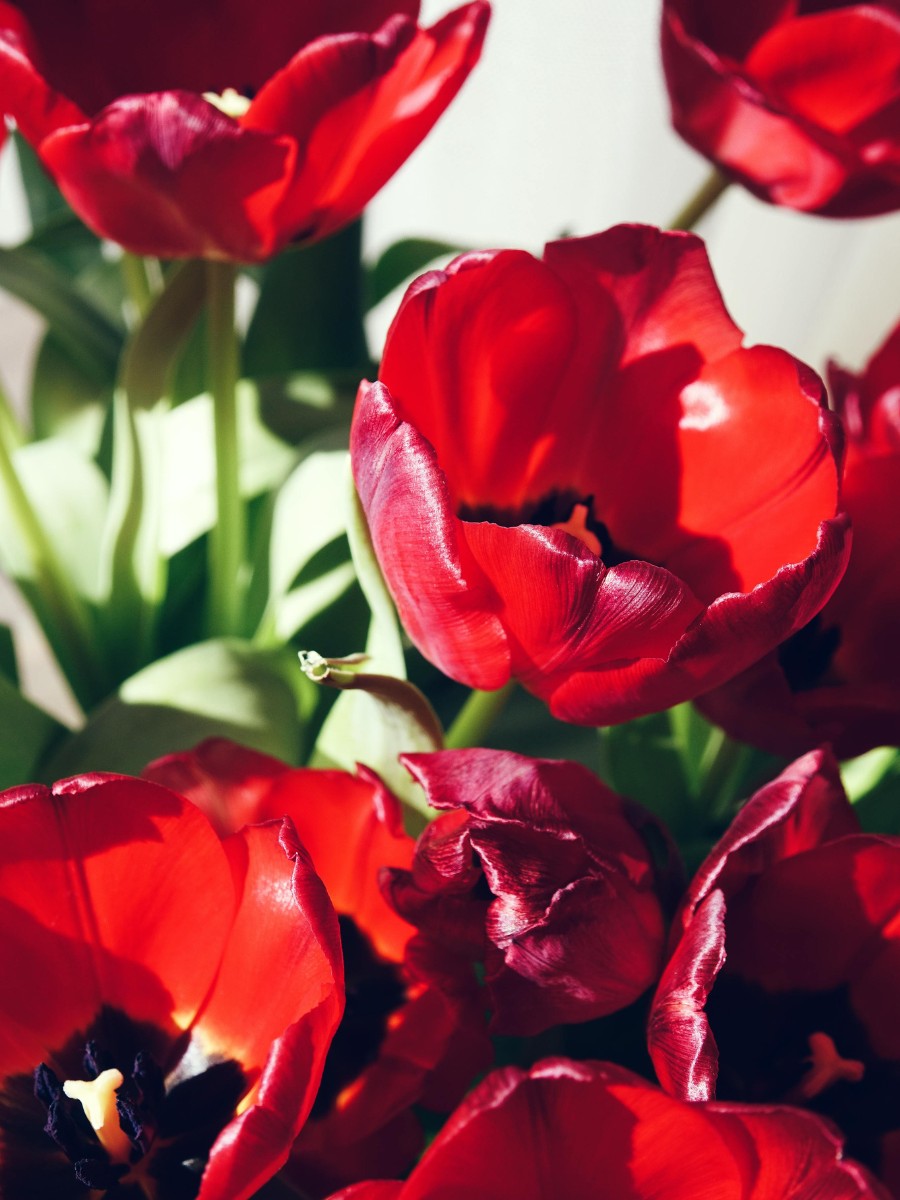 Why Do Tulips Keep Growing in a Vase?