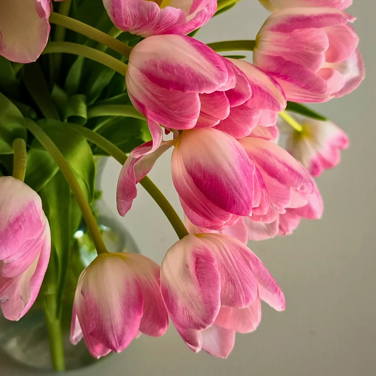 Why Tulips Keep Growing Even When Cut and Placed in a Vase