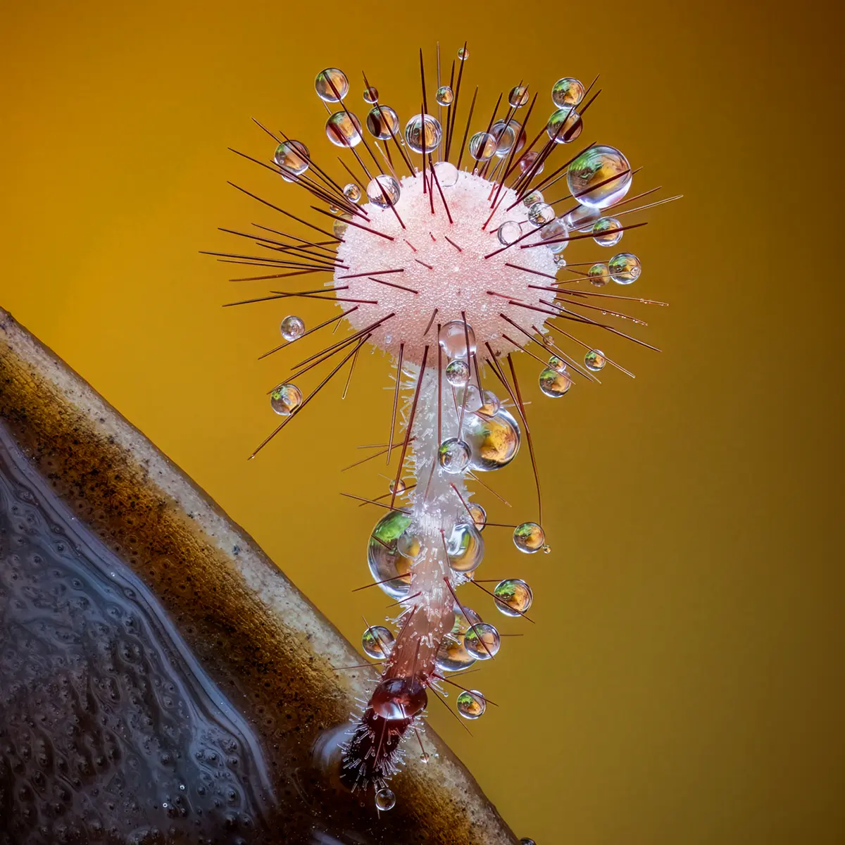 Barry Webb, a Photographer Based in South Buckinghamshire, U.K., Has Made It His Task to Document Sublime Slime Molds in Breathtaking Detail