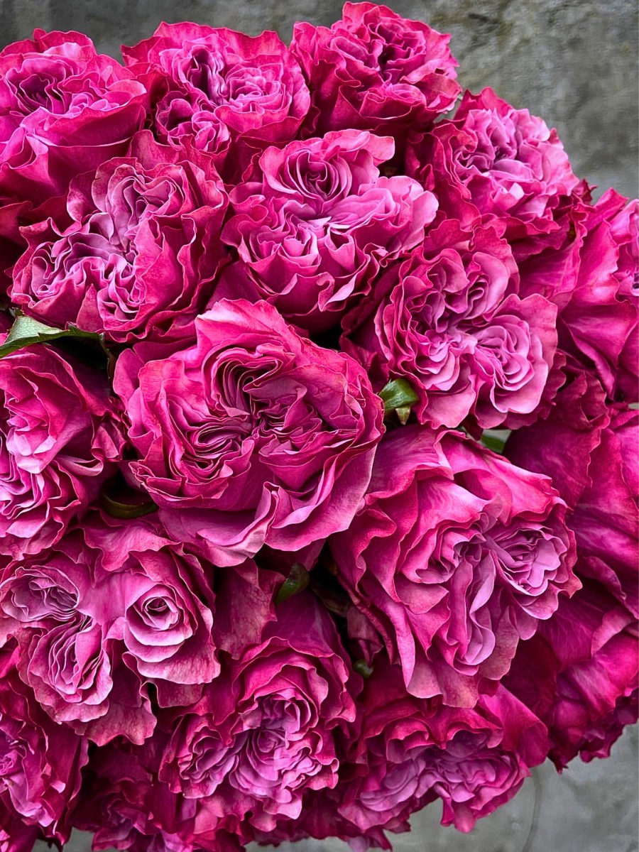 Fontana Flowers&rsquo; Rose Country Blues Is a Garden-Type Gem That Radiates a Vintage Charm in Designs