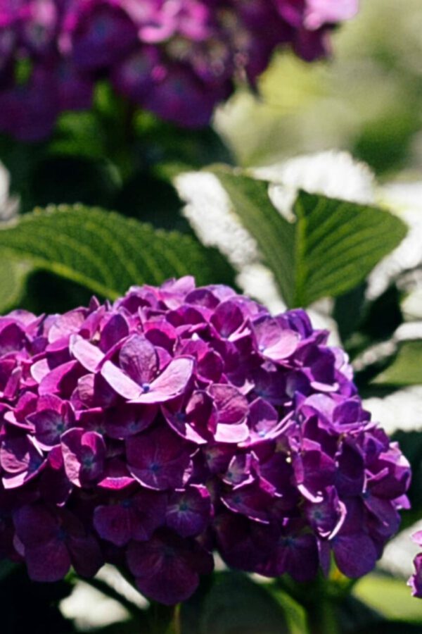 Did You Know These Facts About Colombian Lepidium and Hydrangea - Blog on Thursd (7)