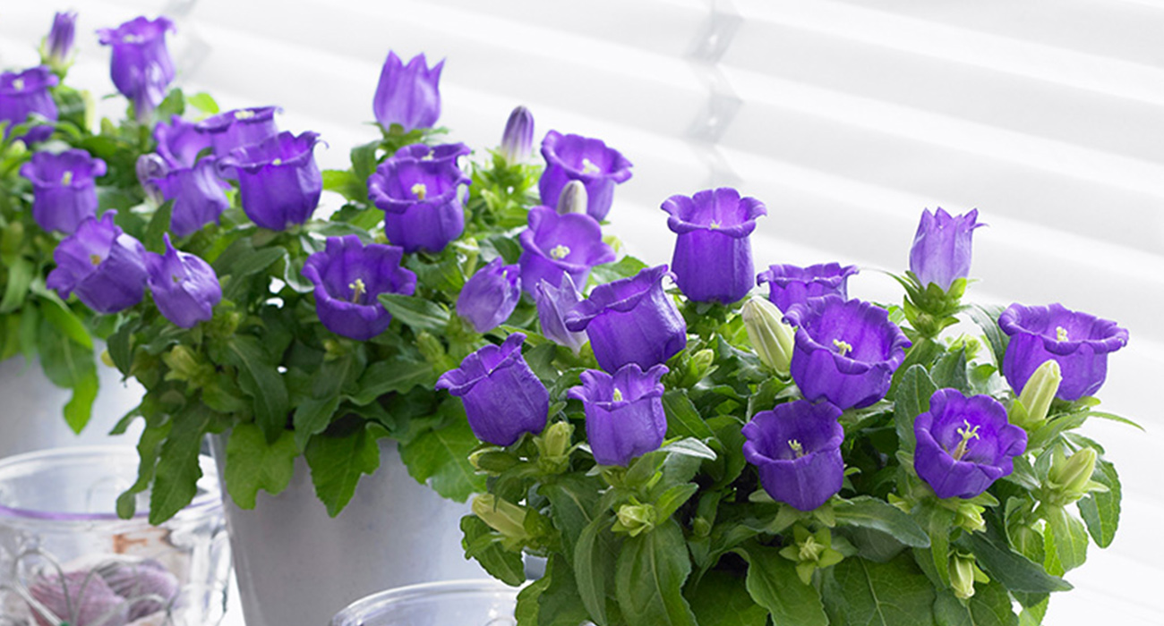 Campanula Champion Blue cut flower on Thursd header