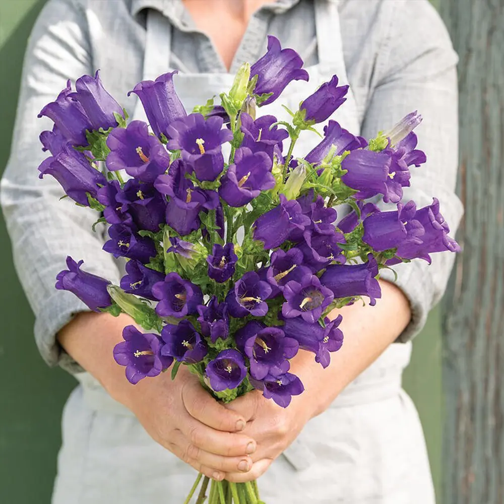 Campanula Champion Blue cut flower on Thursd feature