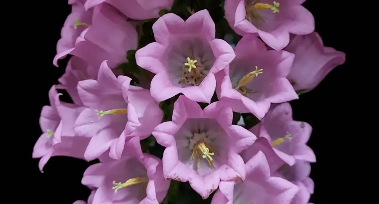 Campanula Champion Pink cut flower on Thursd header