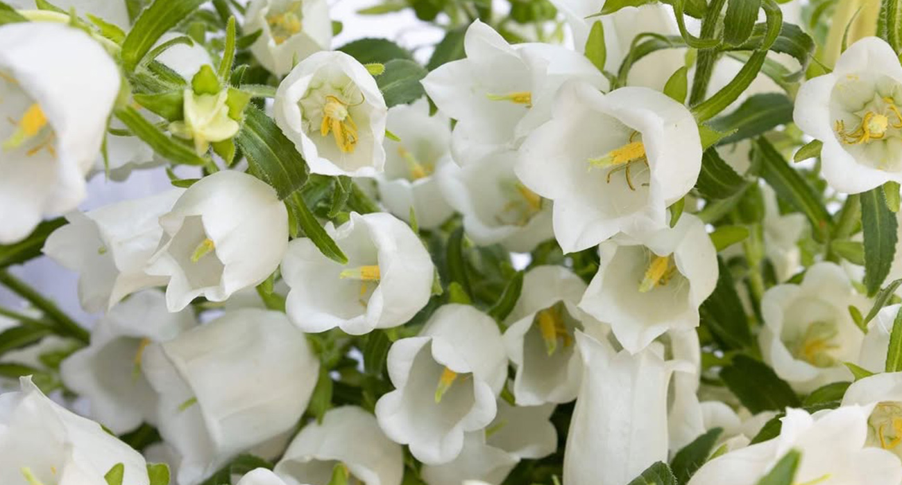 Campanula Champion White cut flower on Thursd header