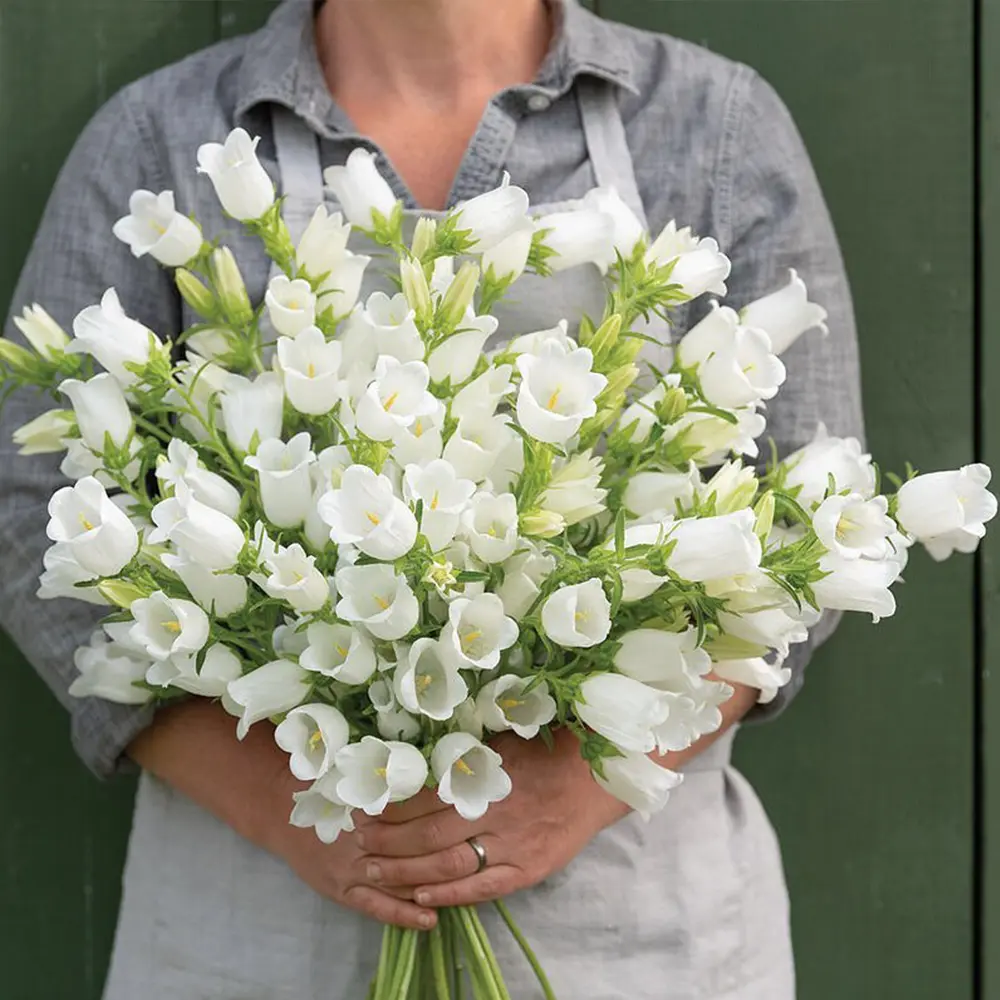 Campanula Champion White cut flower on Thursd feature