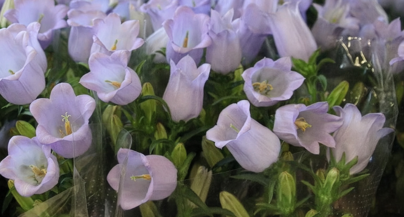 Campanula Champion Lavender cut flower on Thursd header