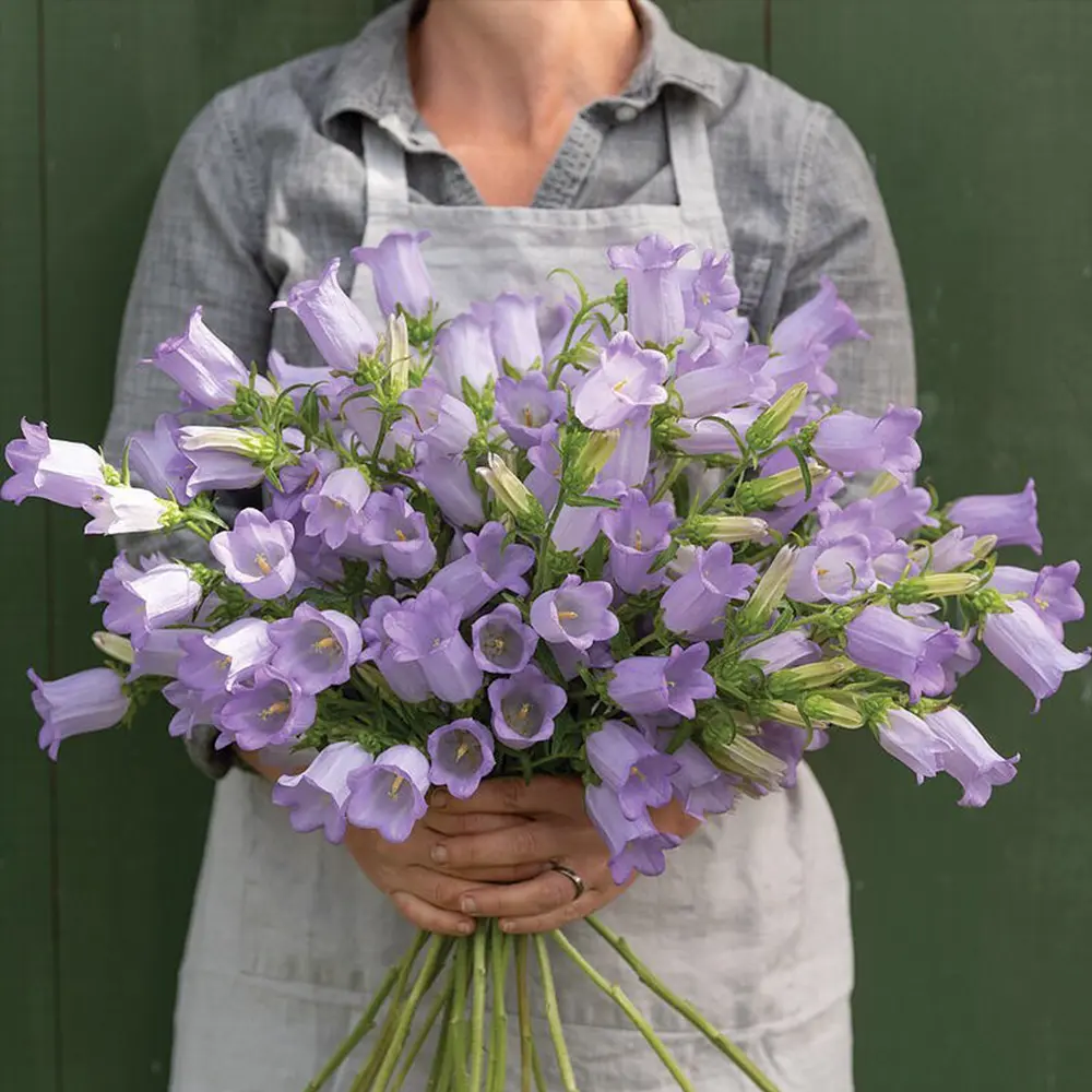 Campanula Champion Lavender cut flower on Thursd feature