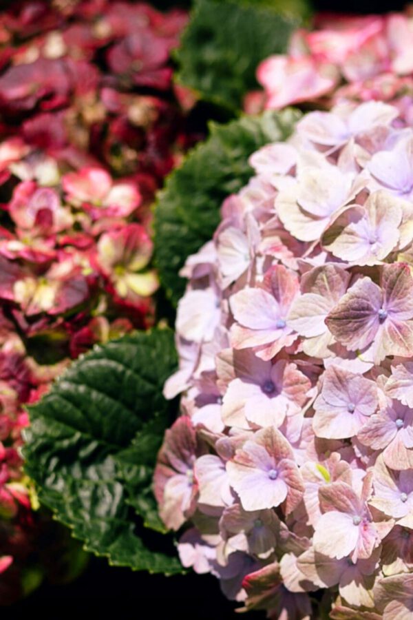 Did You Know These Facts About Colombian Lepidium and Hydrangea - Blog on Thursd (11)