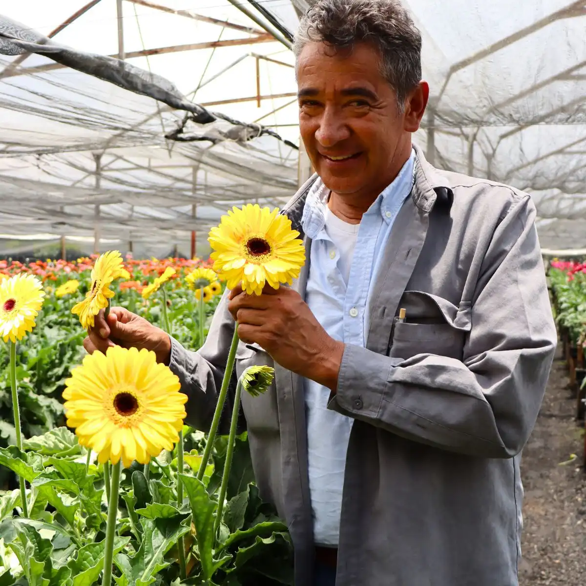 Gerberas Jacaranda Farms