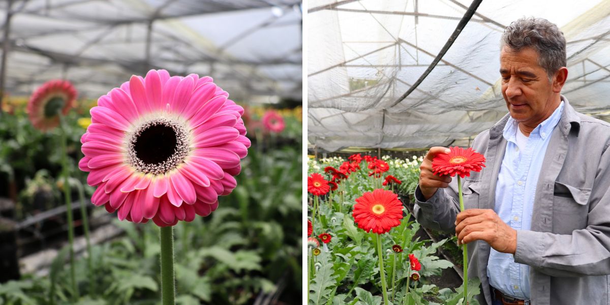 Gerberas from Jacaranda Farms