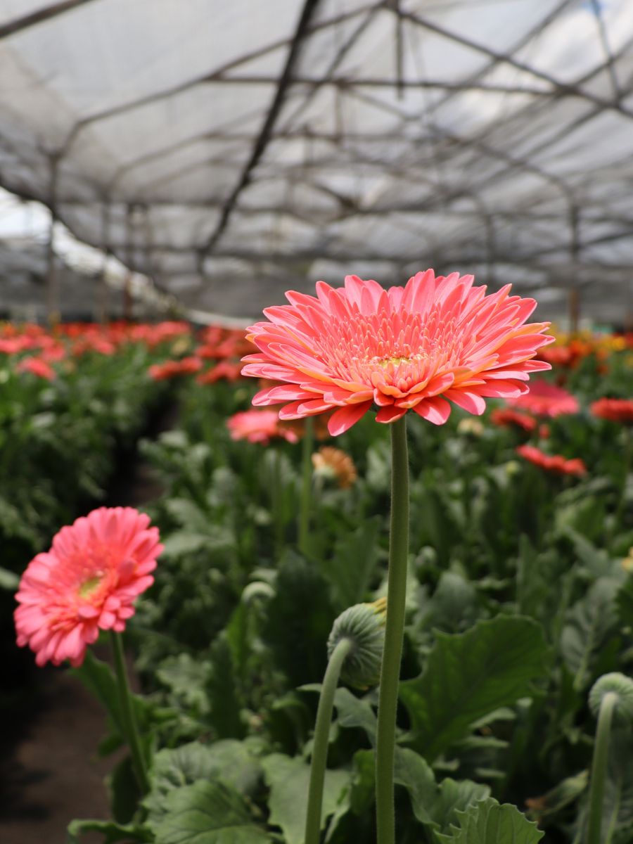 Peachy colored Gerbera
