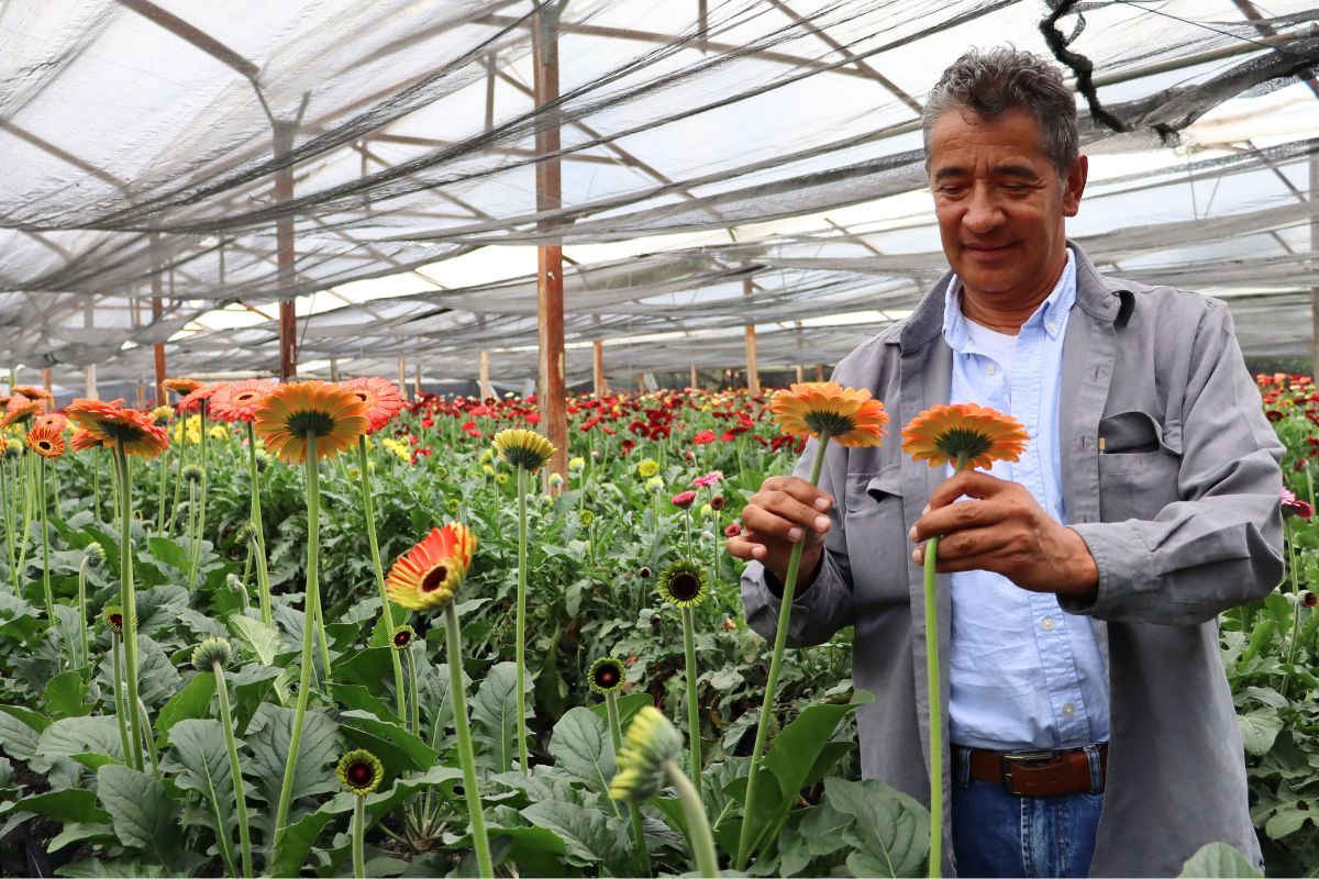 Looking at Gerbera quality at Jacaranda