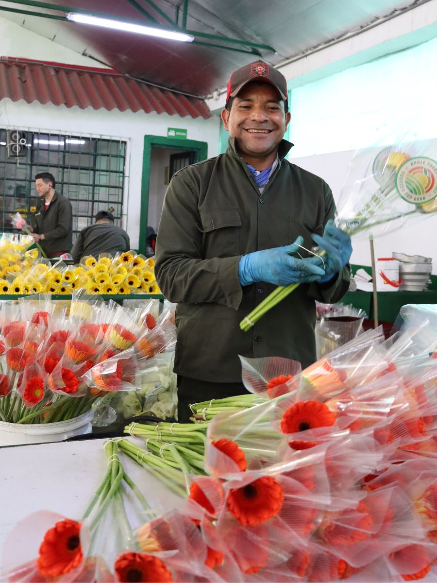 Packing and cleaning Gerberas before sending