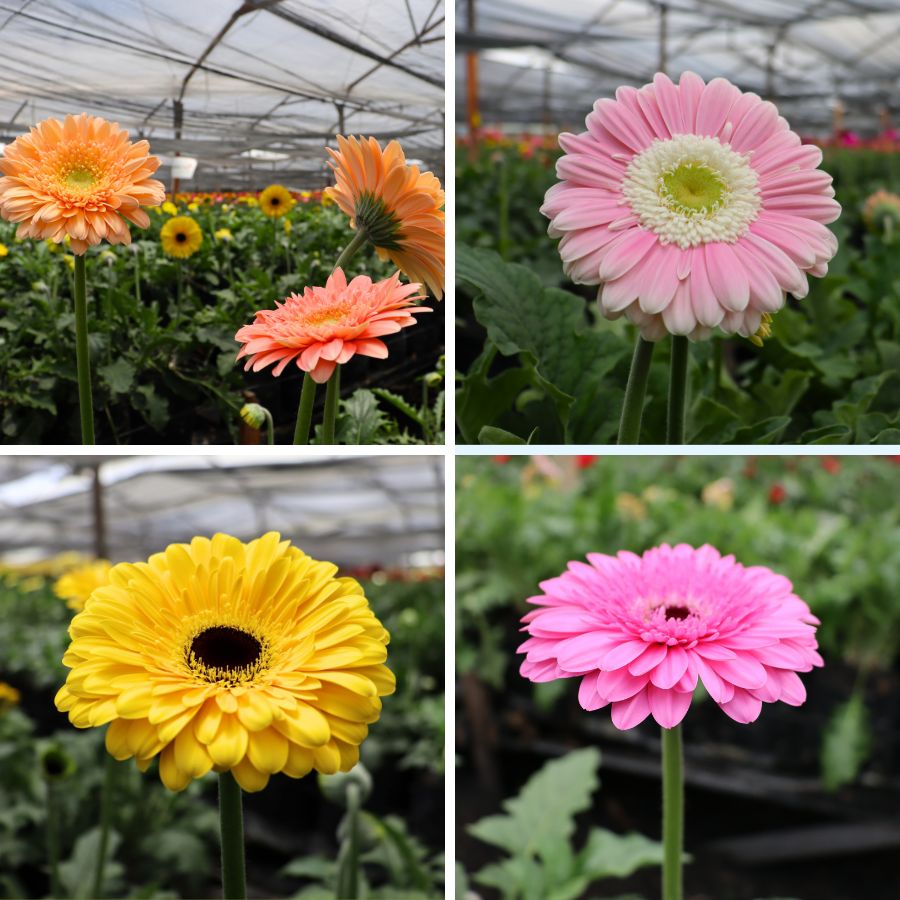 Different Gerbera colors by Jacaranda
