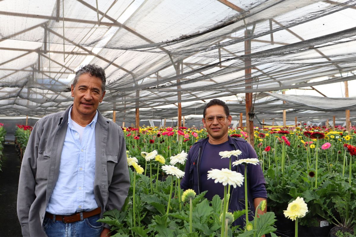 Jacaranda Farms Gerbera quality