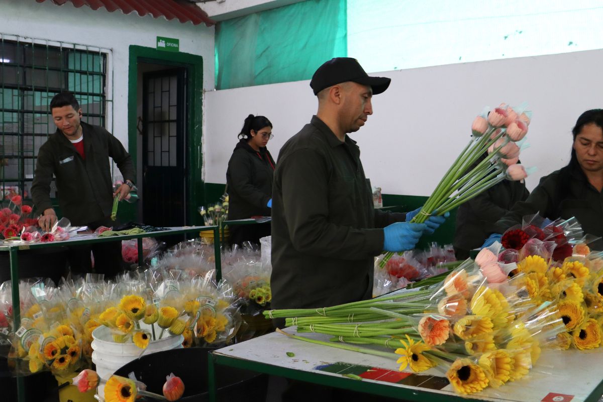 Packing of Gerberas in Colombia