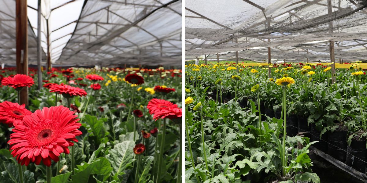 Gerberas in Jacaranda greenhouse