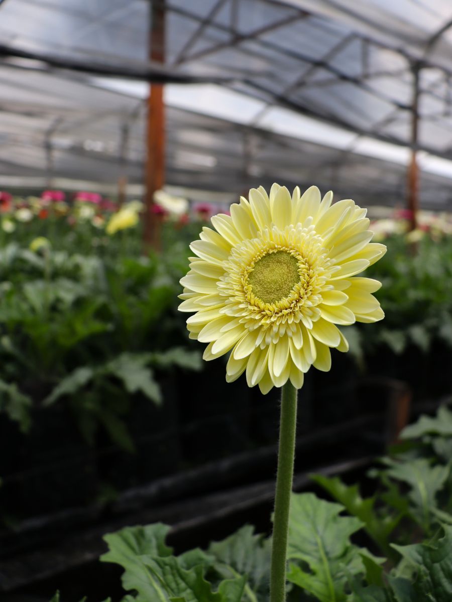 Sunny Gerbera in a greenhouse