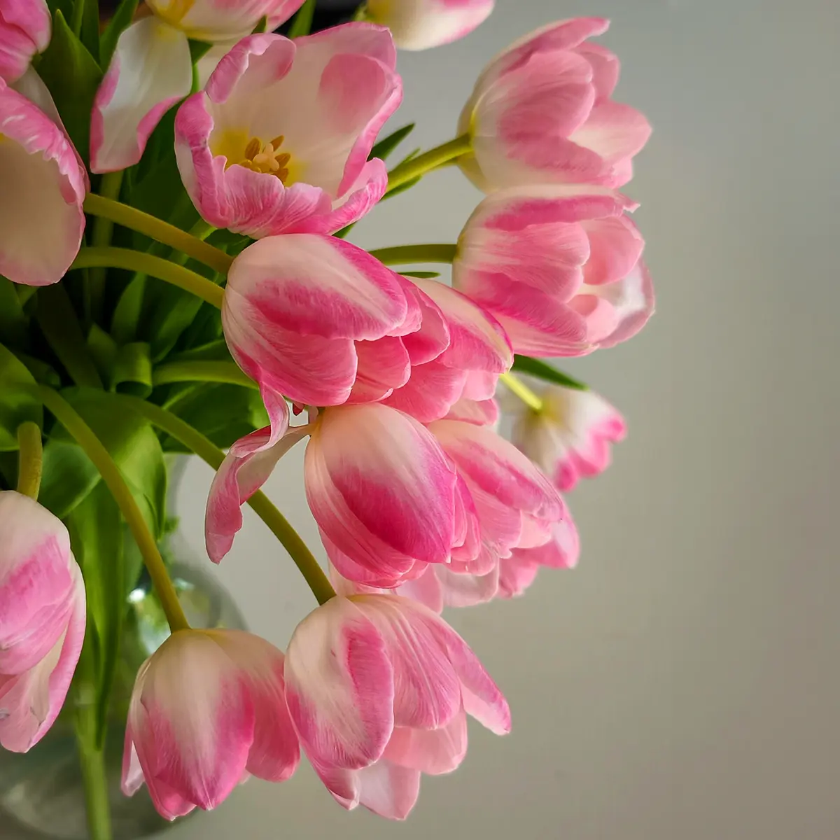 Why Tulips Keep Growing Even When Cut and Placed in a Vase